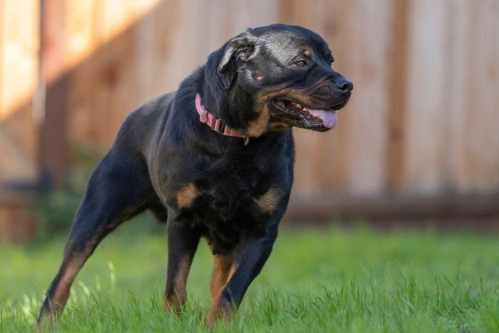 Dottie the rottie