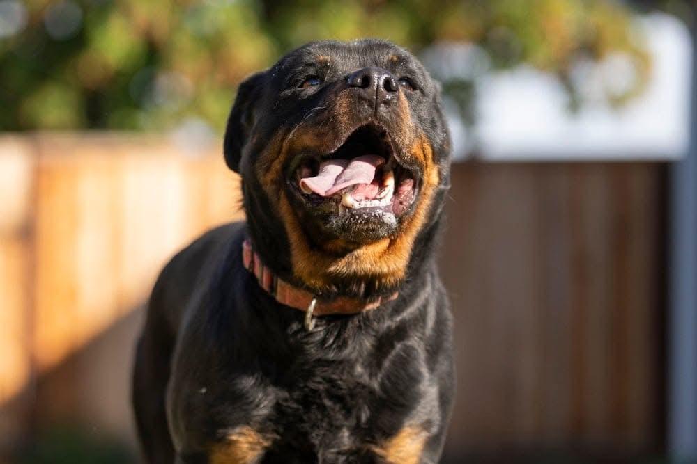 Dottie the rottie