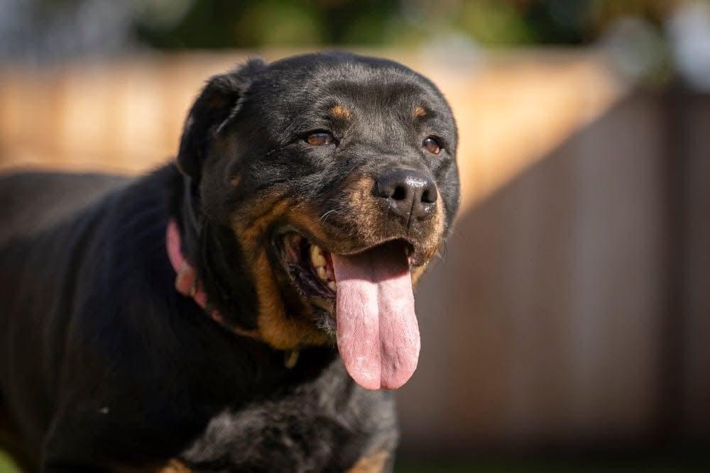 Dottie the rottie, a Adoptable Rottweiler in San Jose, CA image 3/3