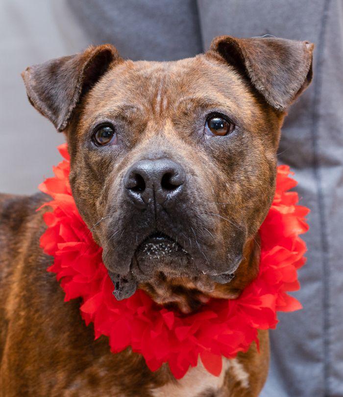 Calli, Adult Female Terrier