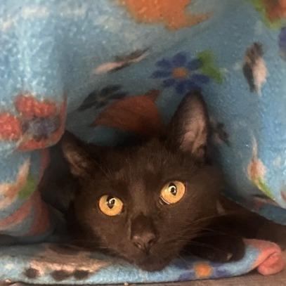 Midnight, Adoptable, Adult Female Domestic Short Hair.