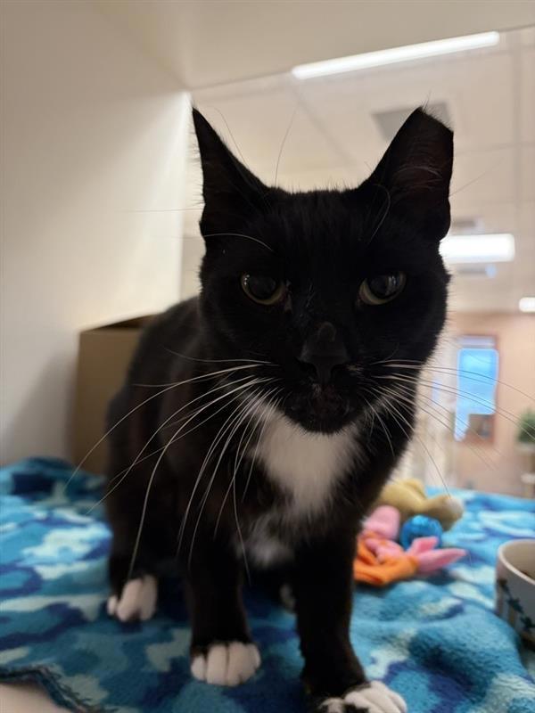 Popsicle, Adoptable, Adult Male Domestic Short Hair.