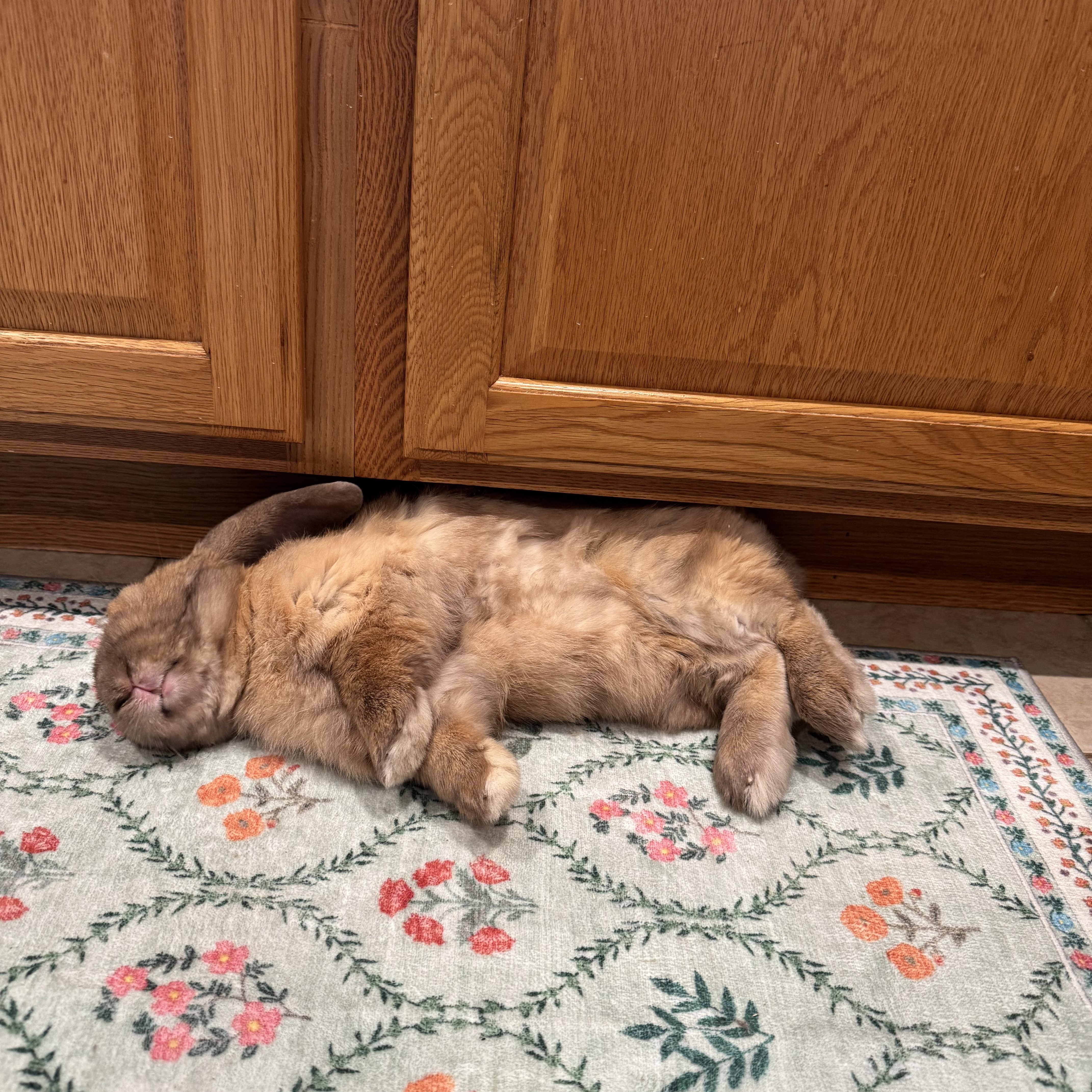 Drew, Adopted, Young Male Holland Lop.