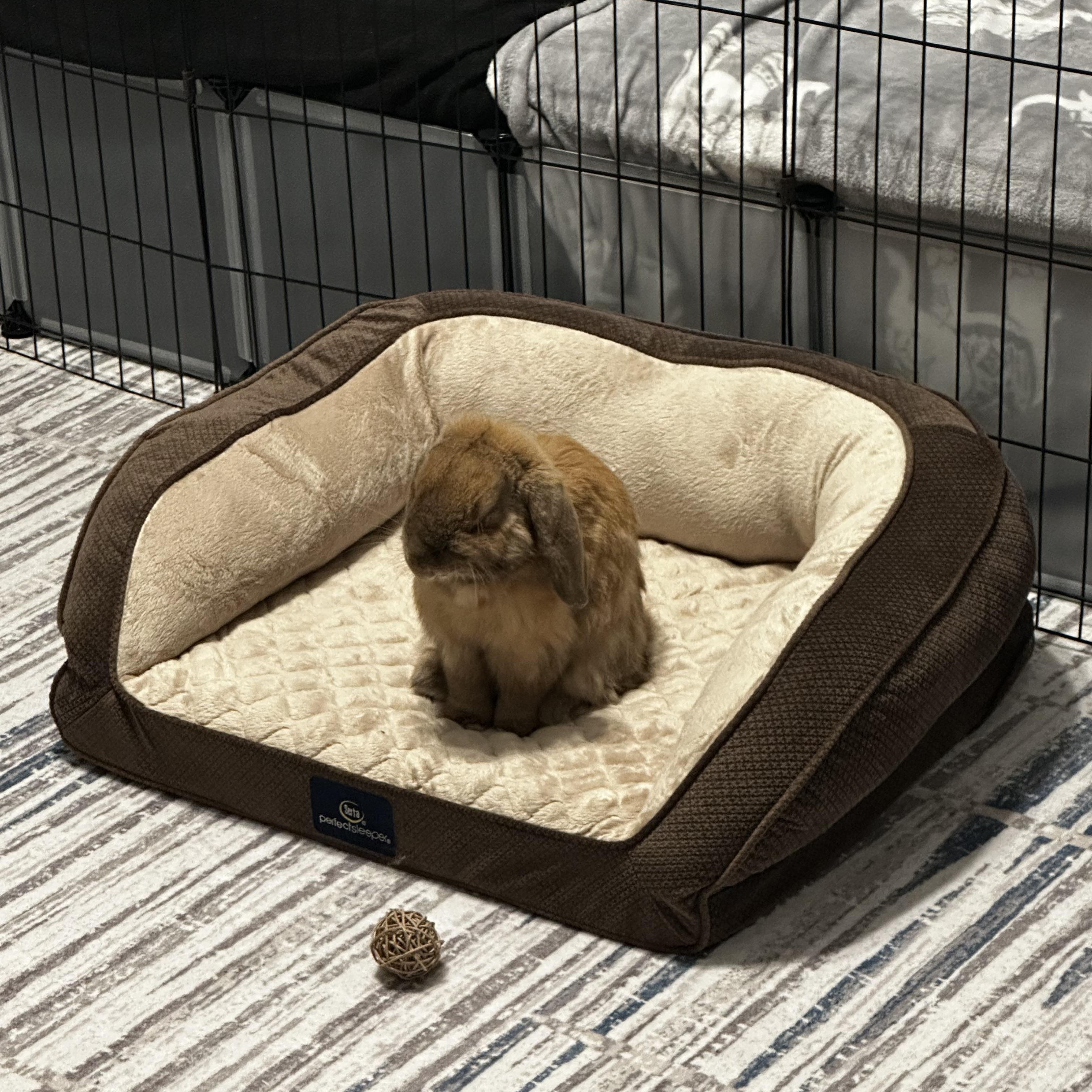 Drew, a Adopted Holland Lop in Philadelphia, PA image 2/3