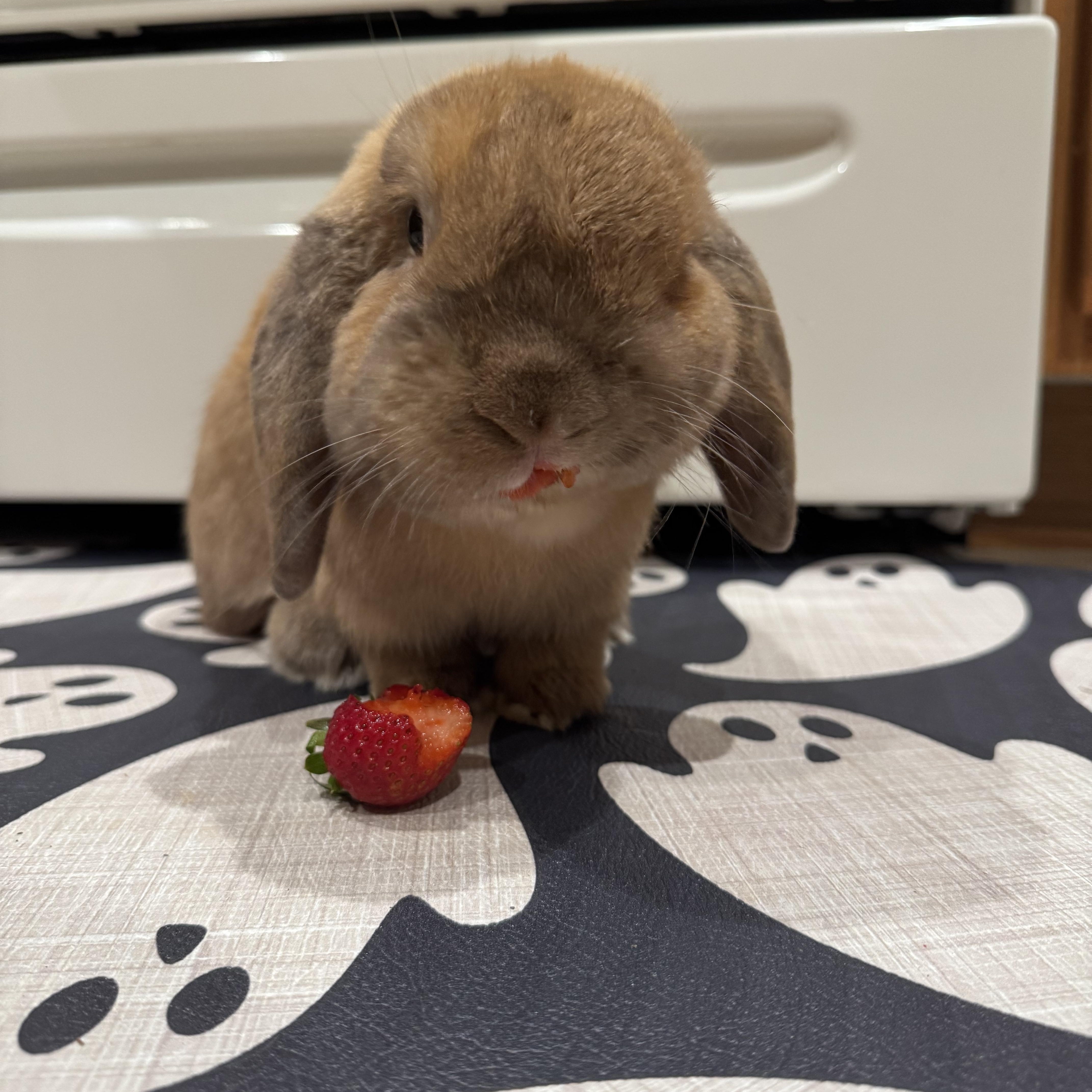 Drew, a Adopted Holland Lop in Philadelphia, PA image 3/3