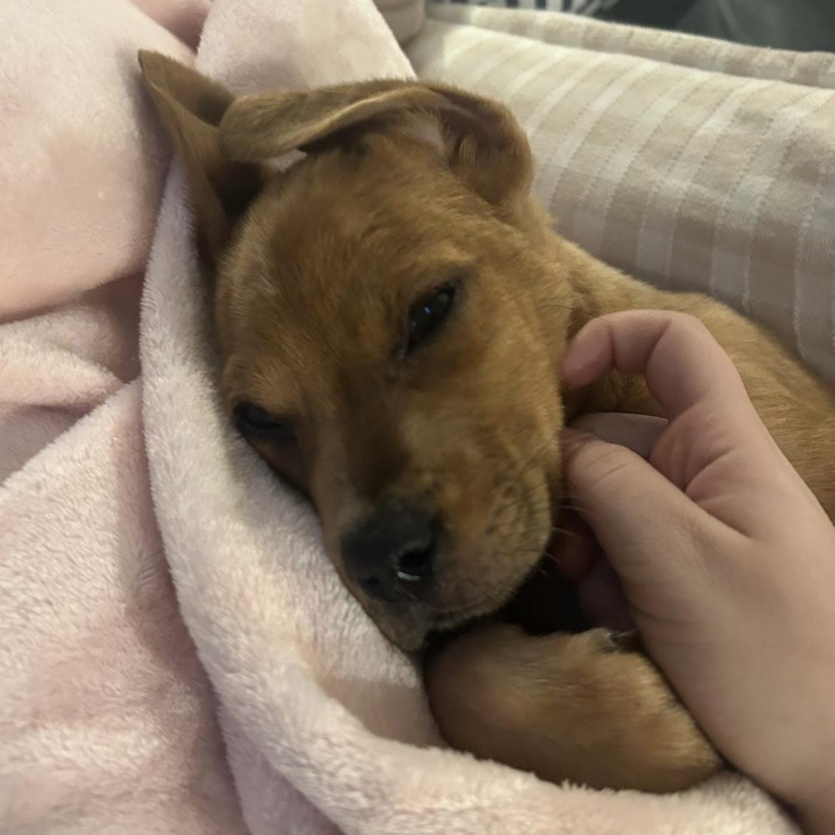 Morgan — thumbnail 3