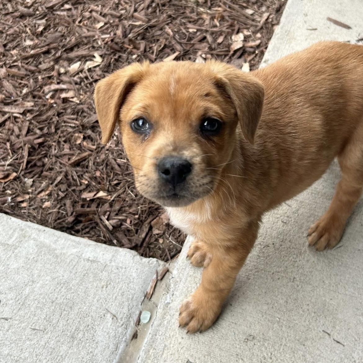 Morgan — thumbnail 4