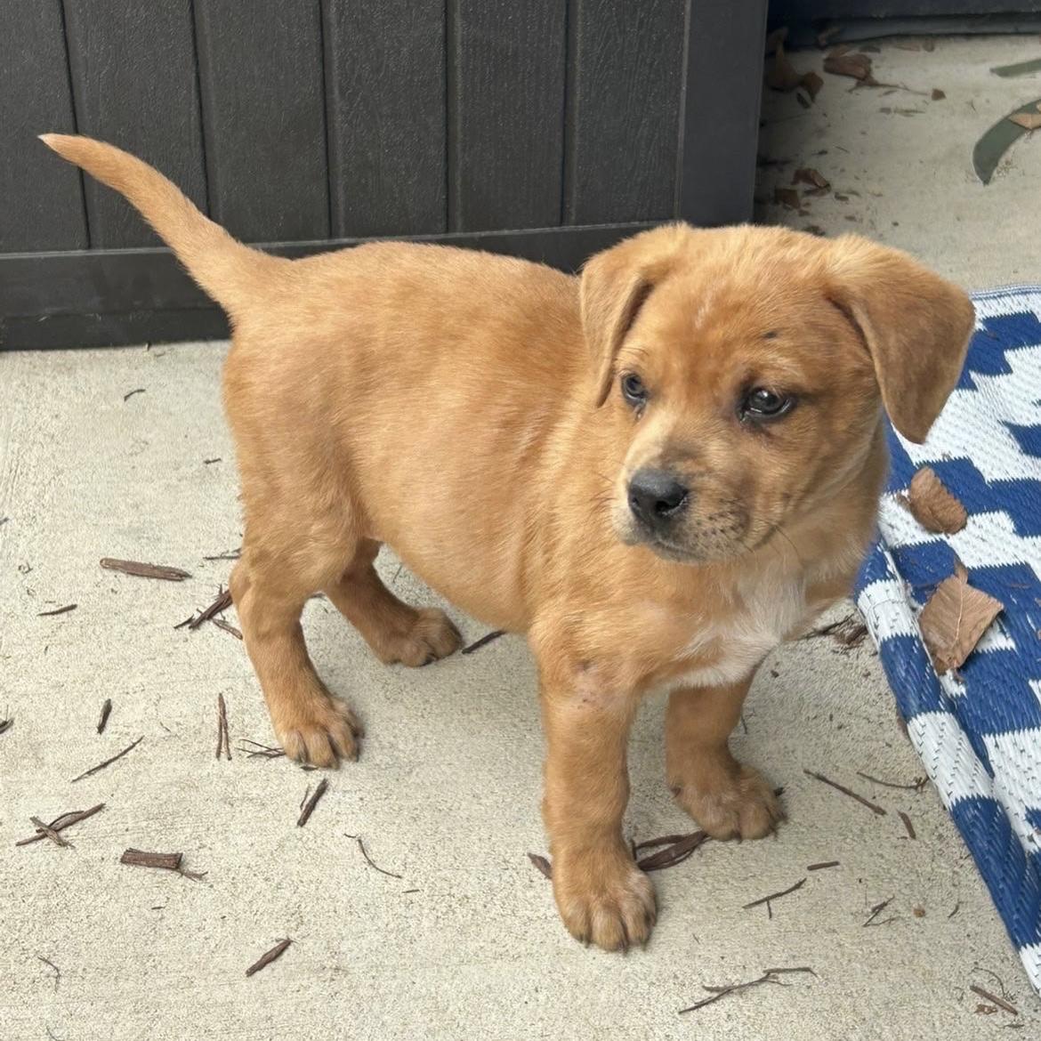 Morgan — thumbnail 6