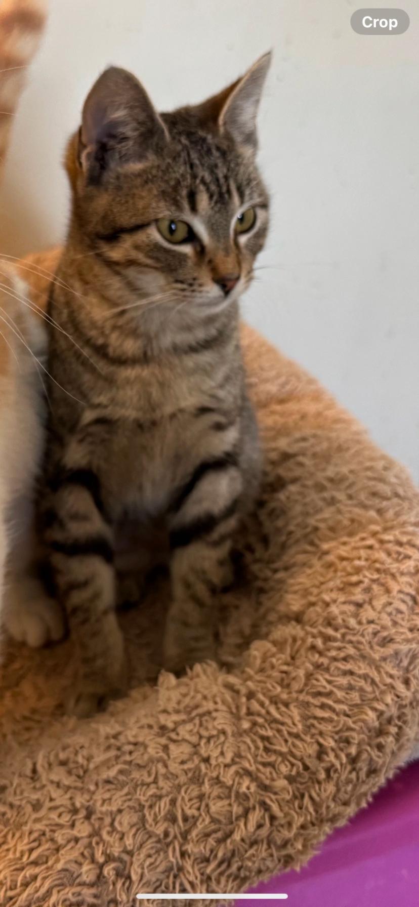 Teddy, Adoptable, Young Male Domestic Short Hair.