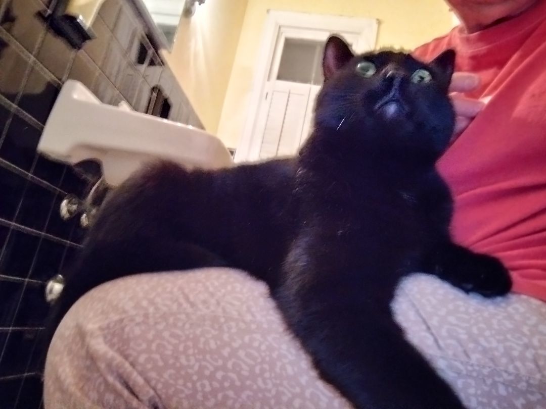 Enlarge Ninja, a Adoptable Domestic Short Hair in Rochester, NY image 1/4