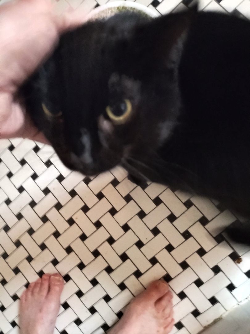 Enlarge Ninja, a Adoptable Domestic Short Hair in Rochester, NY image 2/4