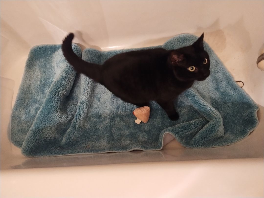 Enlarge Ninja, a Adoptable Domestic Short Hair in Rochester, NY image 3/4