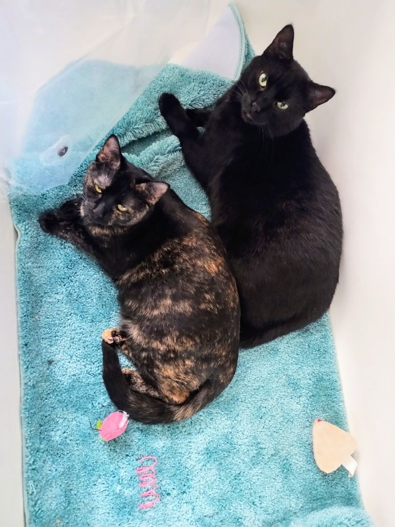 Enlarge Ninja, a Adoptable Domestic Short Hair in Rochester, NY image 4/4