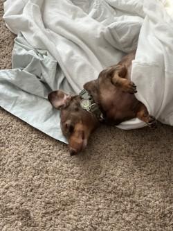 Willie, a Adoptable Dachshund in Portland, OR image 2/3