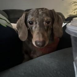 Willie, a Adoptable Dachshund in Portland, OR image 3/3