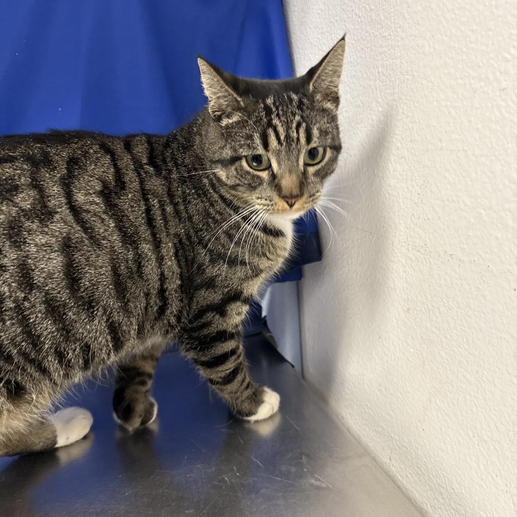 Kitty Purry, a Adoptable Domestic Short Hair in Henderson, NV image 1/2