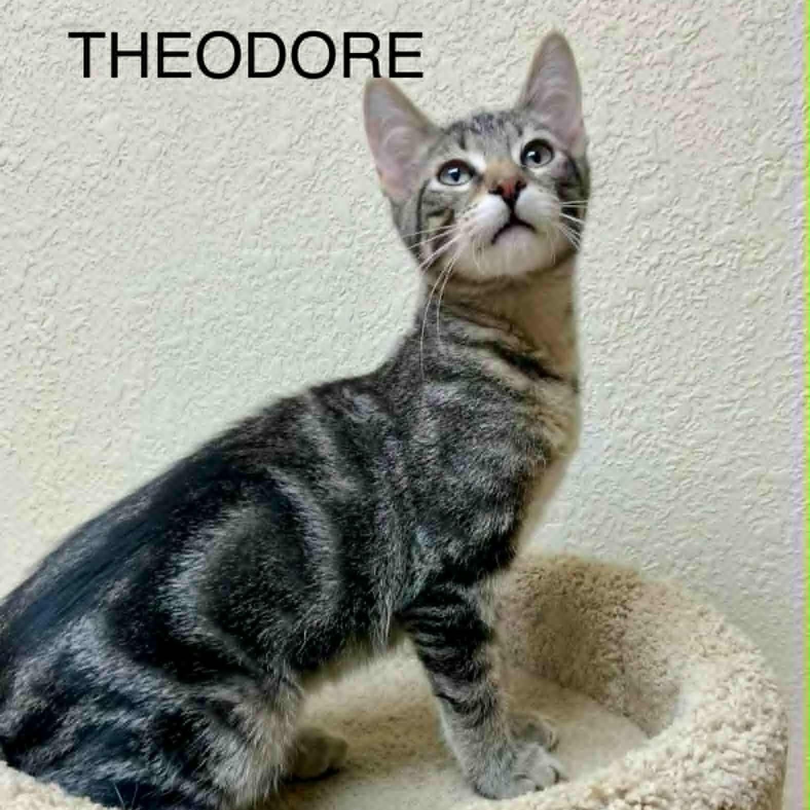 Theodore