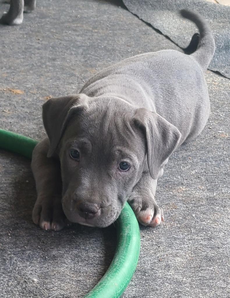 Carrie White, Adoptable, Puppy Female Pit Bull Terrier & American Bully.