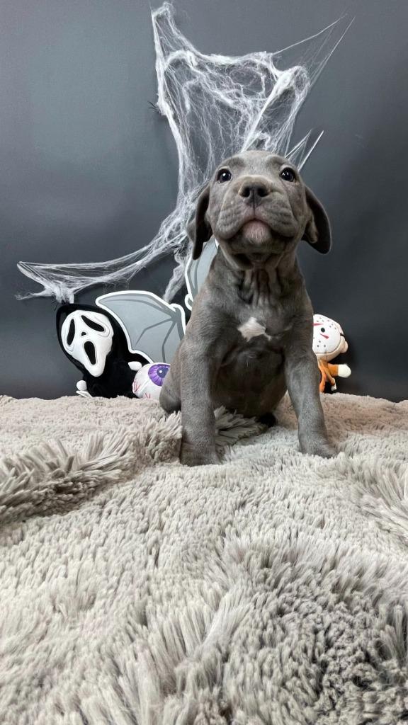 Enlarge Carrie White, a Adoptable mixed breed in Phoenix, AZ image 2/4