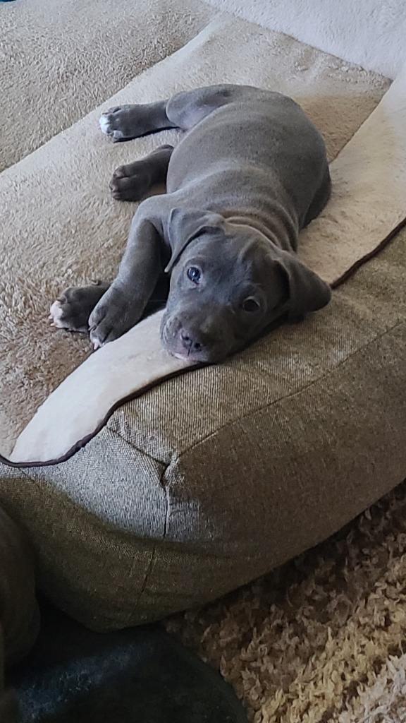 Enlarge Carrie White, a Adoptable mixed breed in Phoenix, AZ image 3/4
