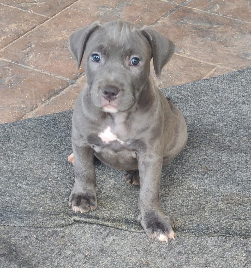 Enlarge Carrie White, a Adoptable mixed breed in Phoenix, AZ image 4/4