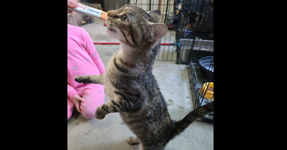Cutie, a Adoptable Tabby in Springdale, PA image 2/2