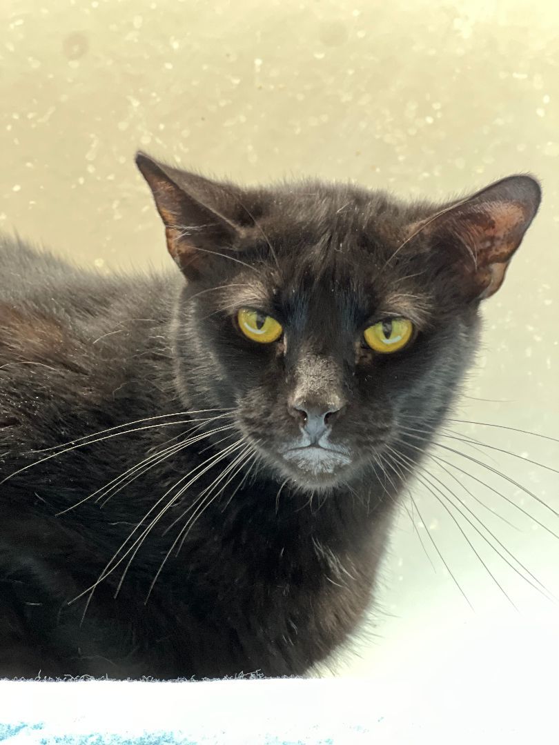 Enlarge Hamilton, a Adoptable Domestic Short Hair in Jackson, MO image 1/1