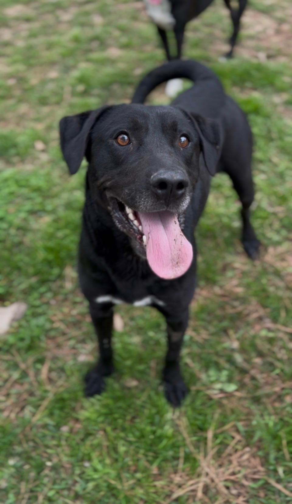 Enlarge Koa, a ADOPTABLE mixed breed in Warrington, PA image 4/6