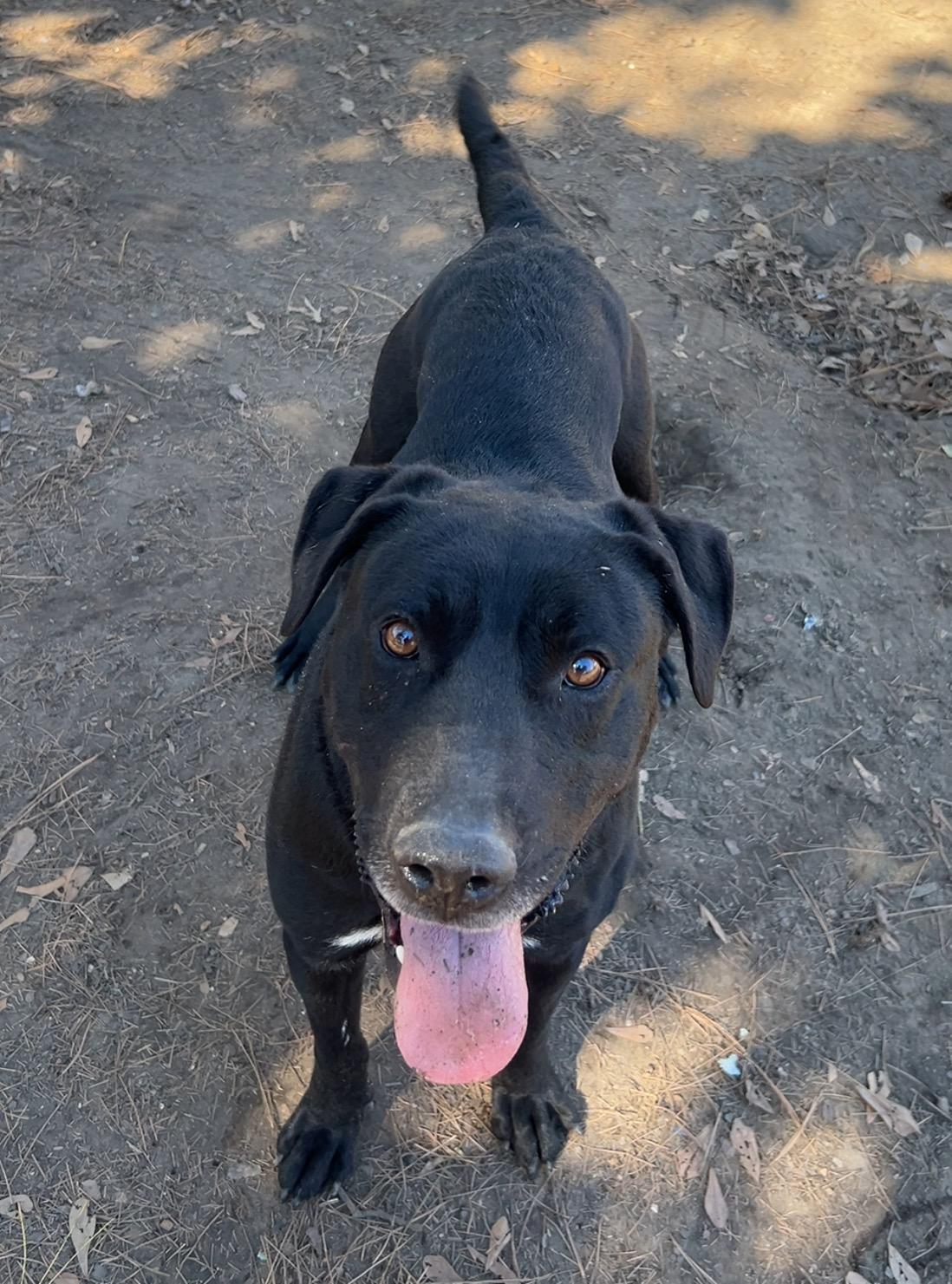 Koa, ADOPTABLE, Adult Male Labrador Retriever.