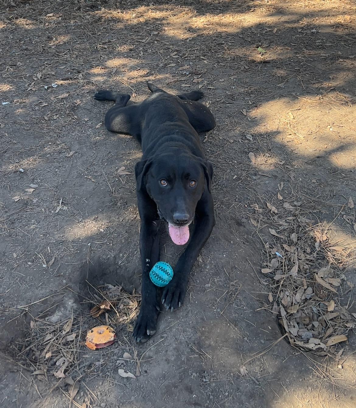 Enlarge Koa, a ADOPTABLE mixed breed in Warrington, PA image 2/6