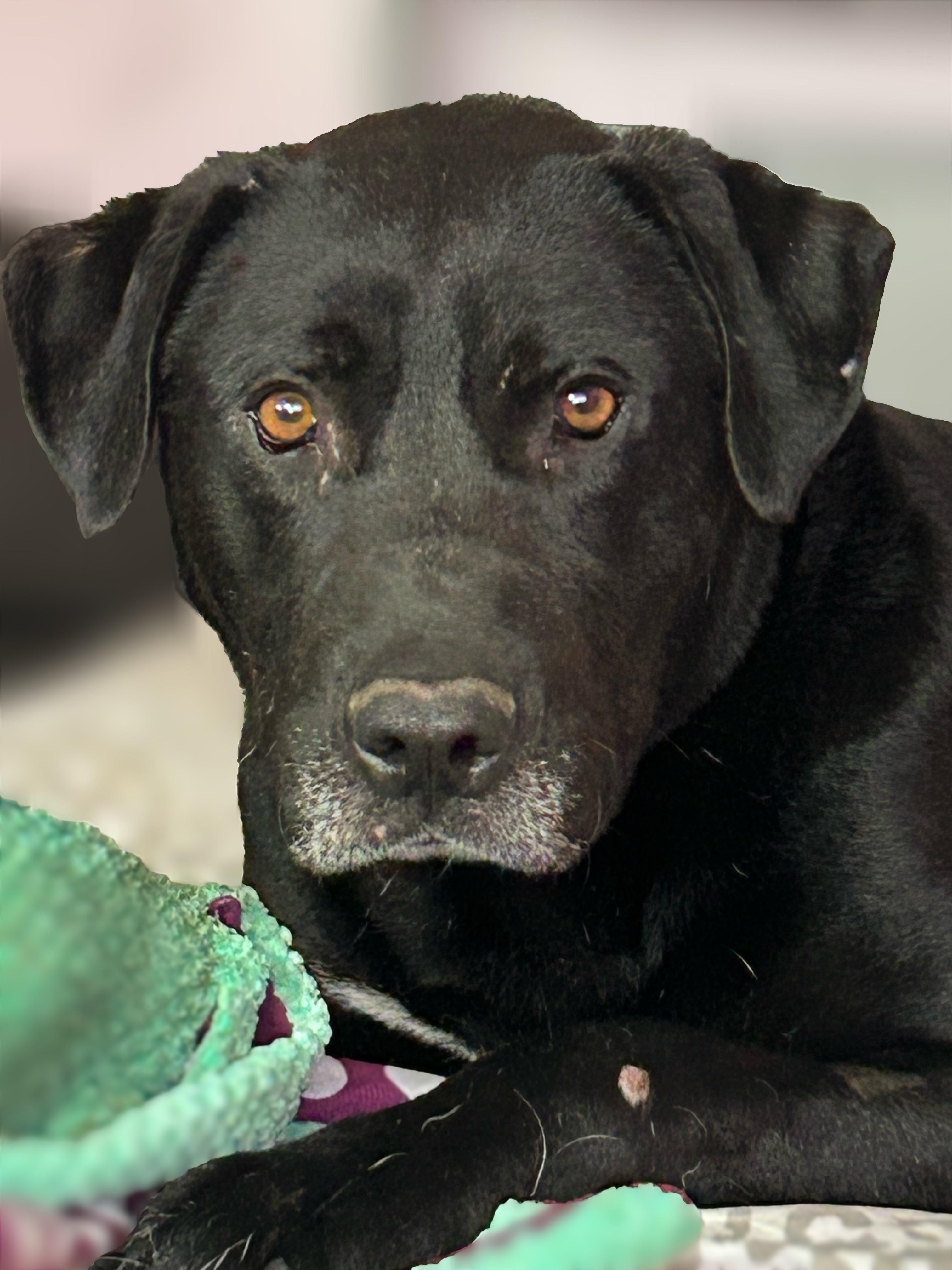 Enlarge Koa, a ADOPTABLE mixed breed in Warrington, PA image 1/6