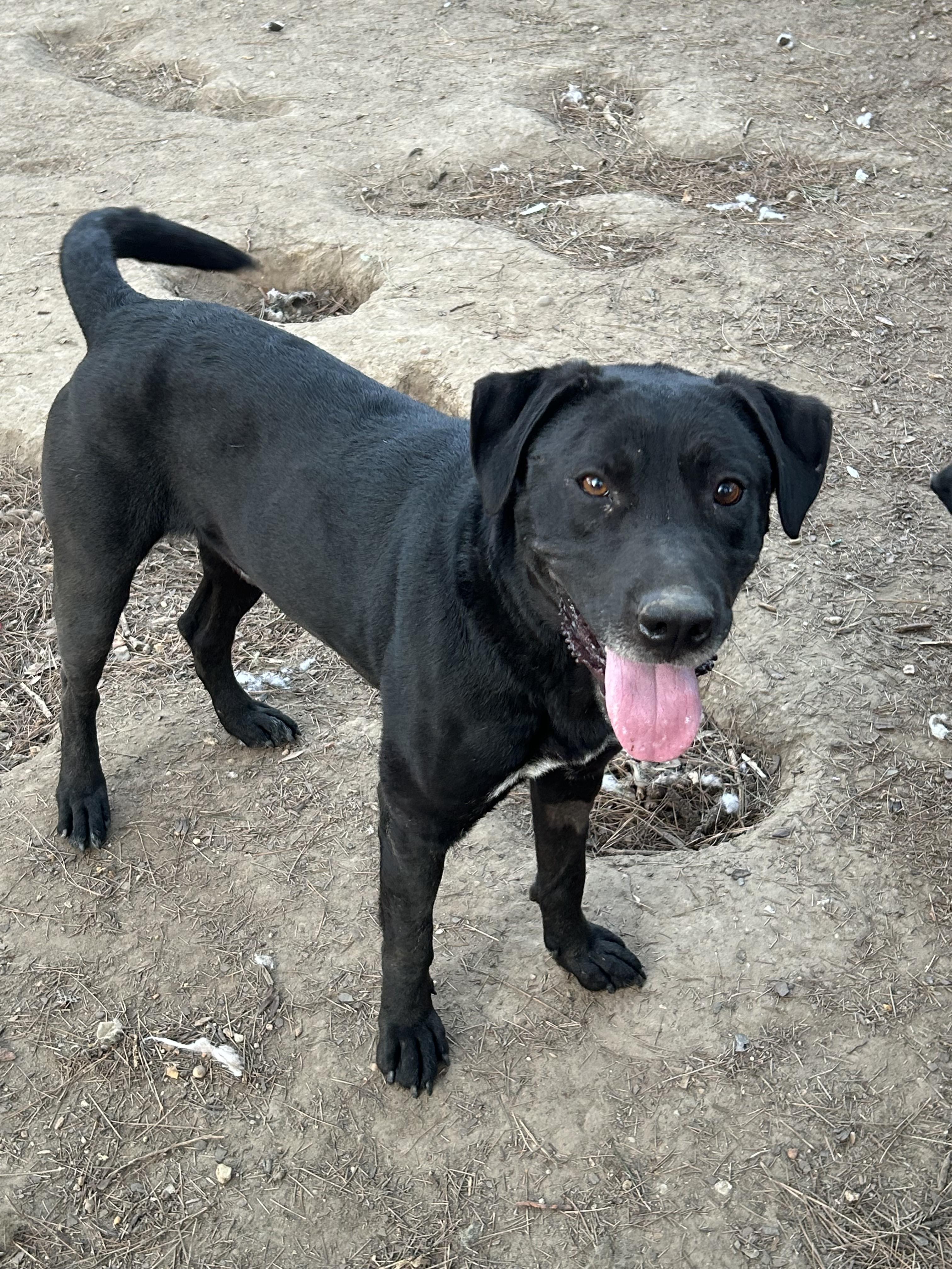 Enlarge Koa, a ADOPTABLE mixed breed in Warrington, PA image 2/6