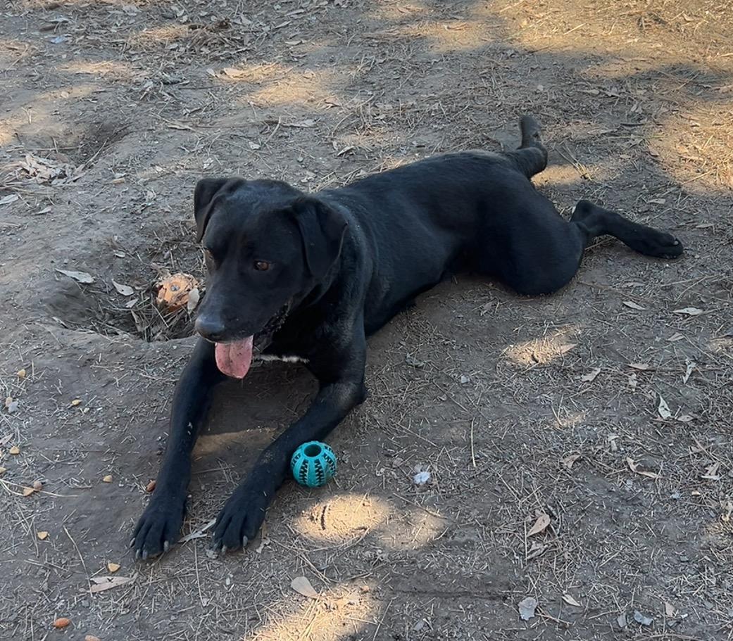 Enlarge Koa, a ADOPTABLE mixed breed in Warrington, PA image 4/6