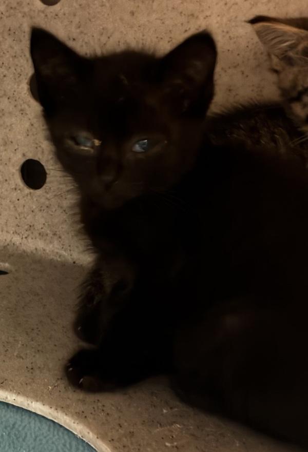 Princess Tiana - Bonded W/ Jazz, Adoptable, Kitten Female Domestic Short Hair.