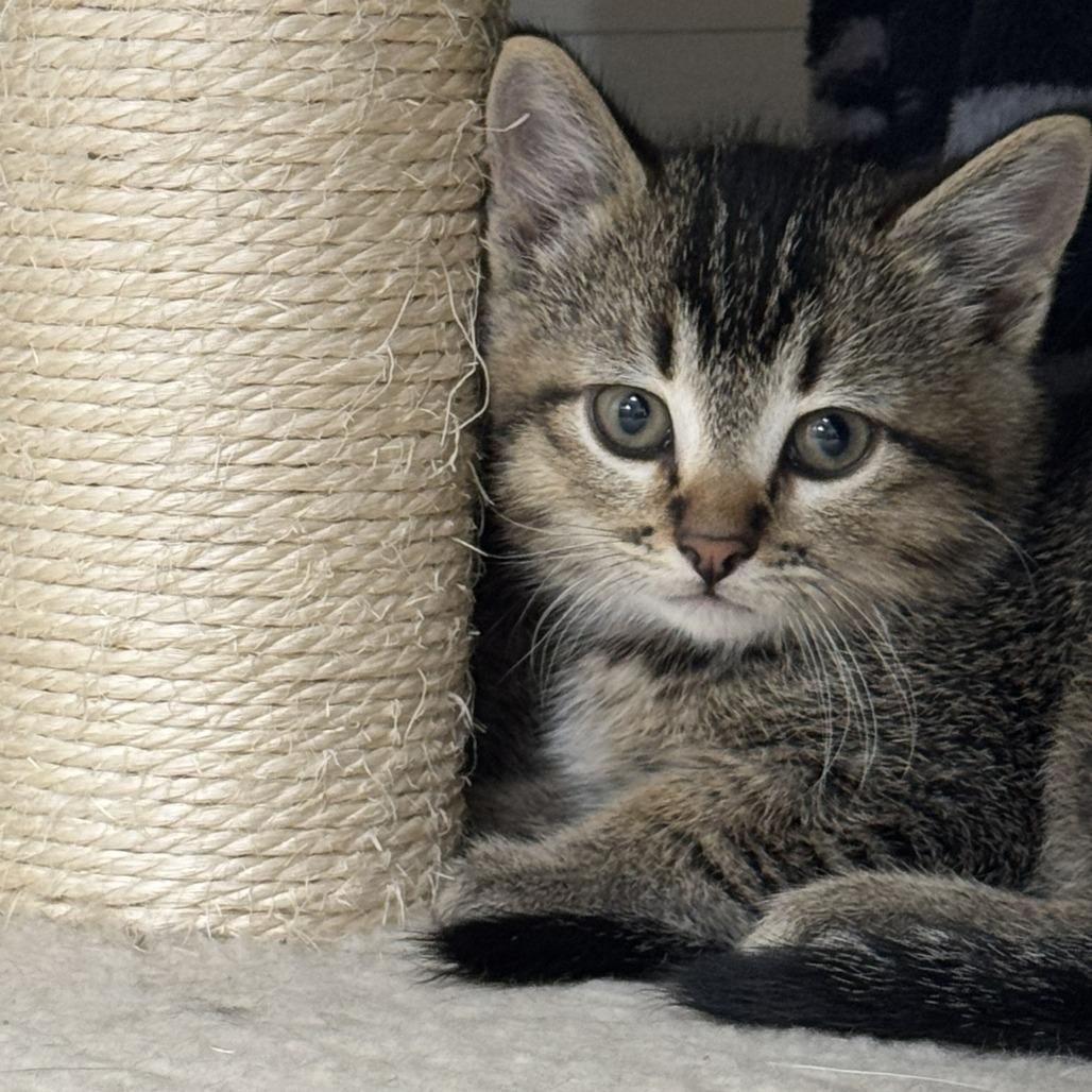 Stars, a Adoptable Domestic Short Hair in Driggs, ID image 1/2