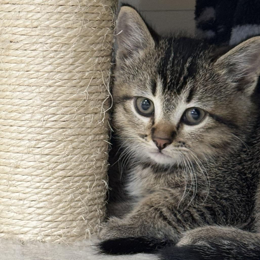 Stars, a Adoptable Domestic Short Hair in Driggs, ID image 2/2