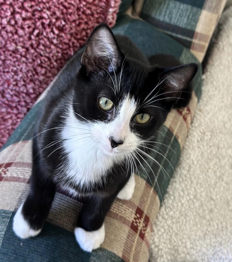 Frasier, Adoptable, Kitten Male Domestic Short Hair.