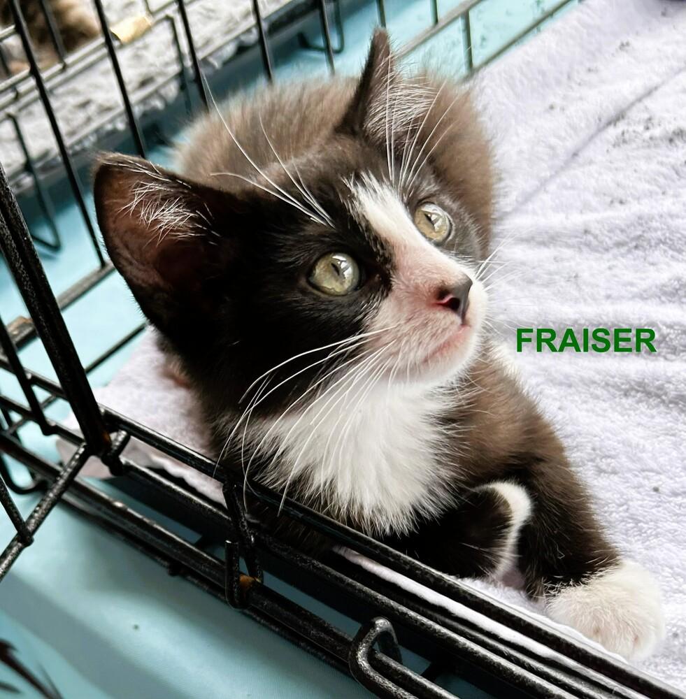 Frasier, a Adoptable Domestic Medium Hair in Mooresville, NC image 1/3
