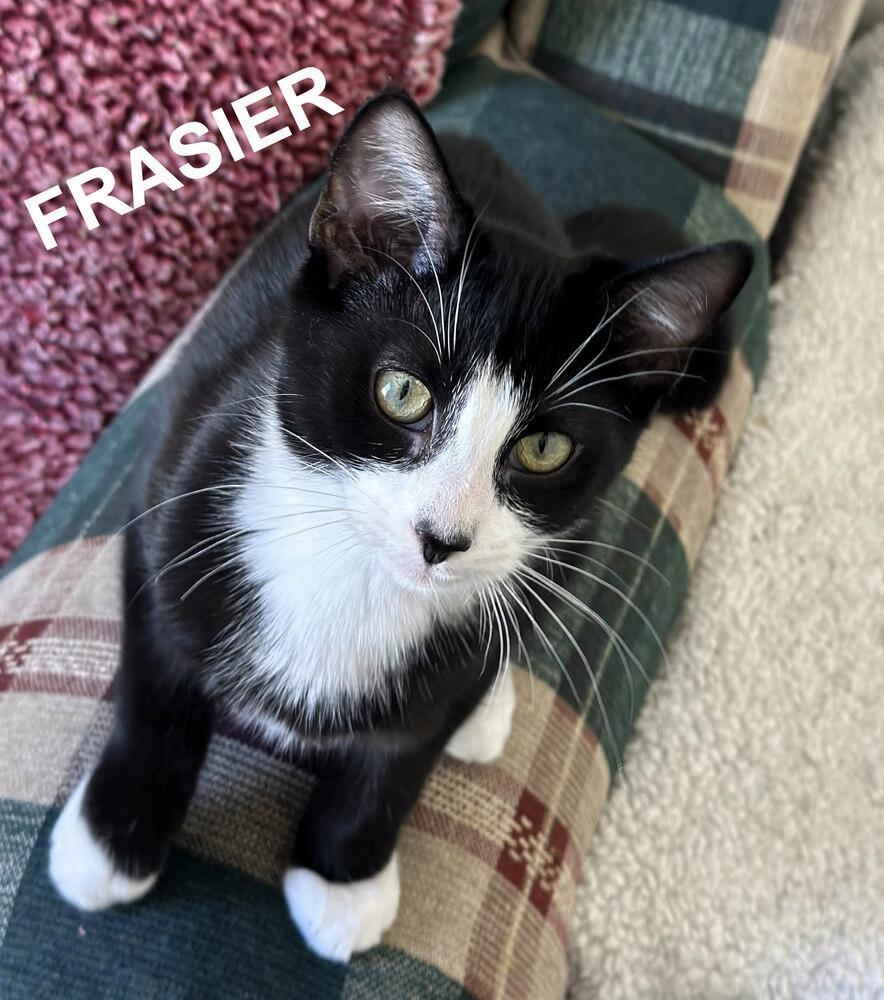 Enlarge Frasier, a Adoptable mixed breed in Mooresville, NC image 3/5