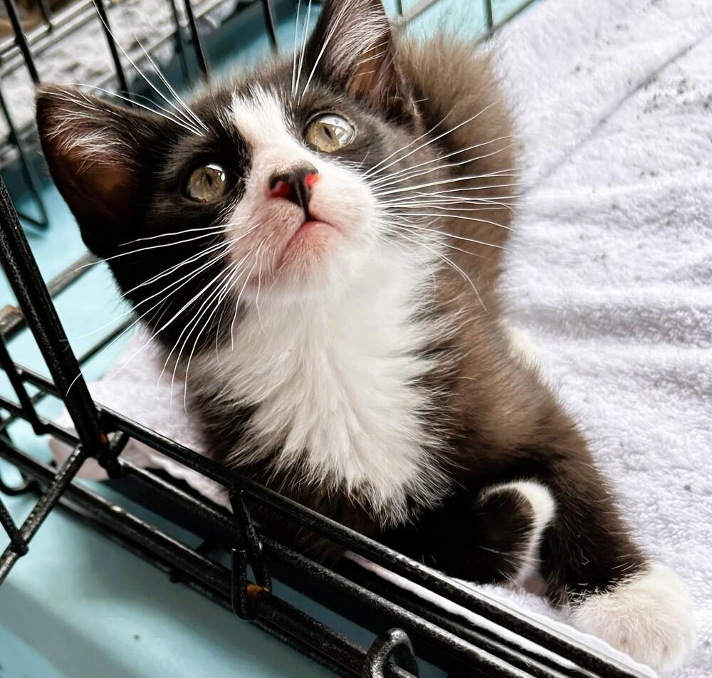 Frasier, a Adoptable Domestic Medium Hair in Mooresville, NC image 2/3