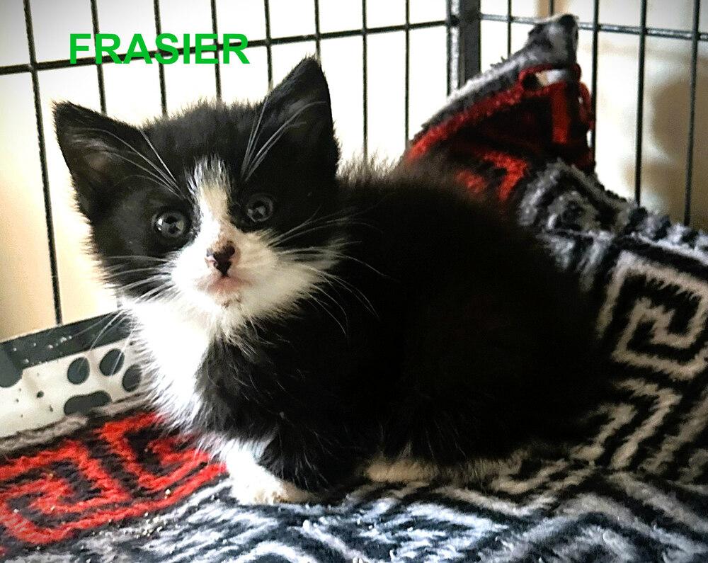 Frasier, a Adoptable Domestic Medium Hair in Mooresville, NC image 2/2