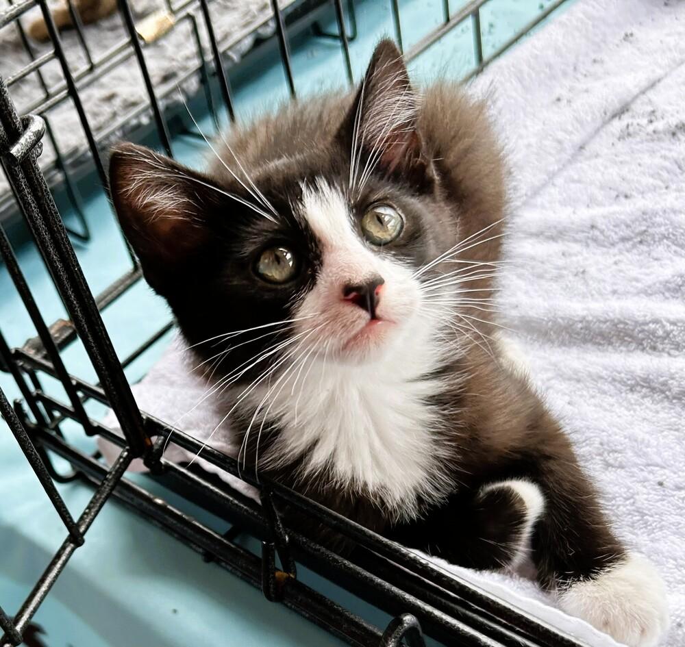 Frasier, a Adoptable Domestic Medium Hair in Mooresville, NC image 3/3