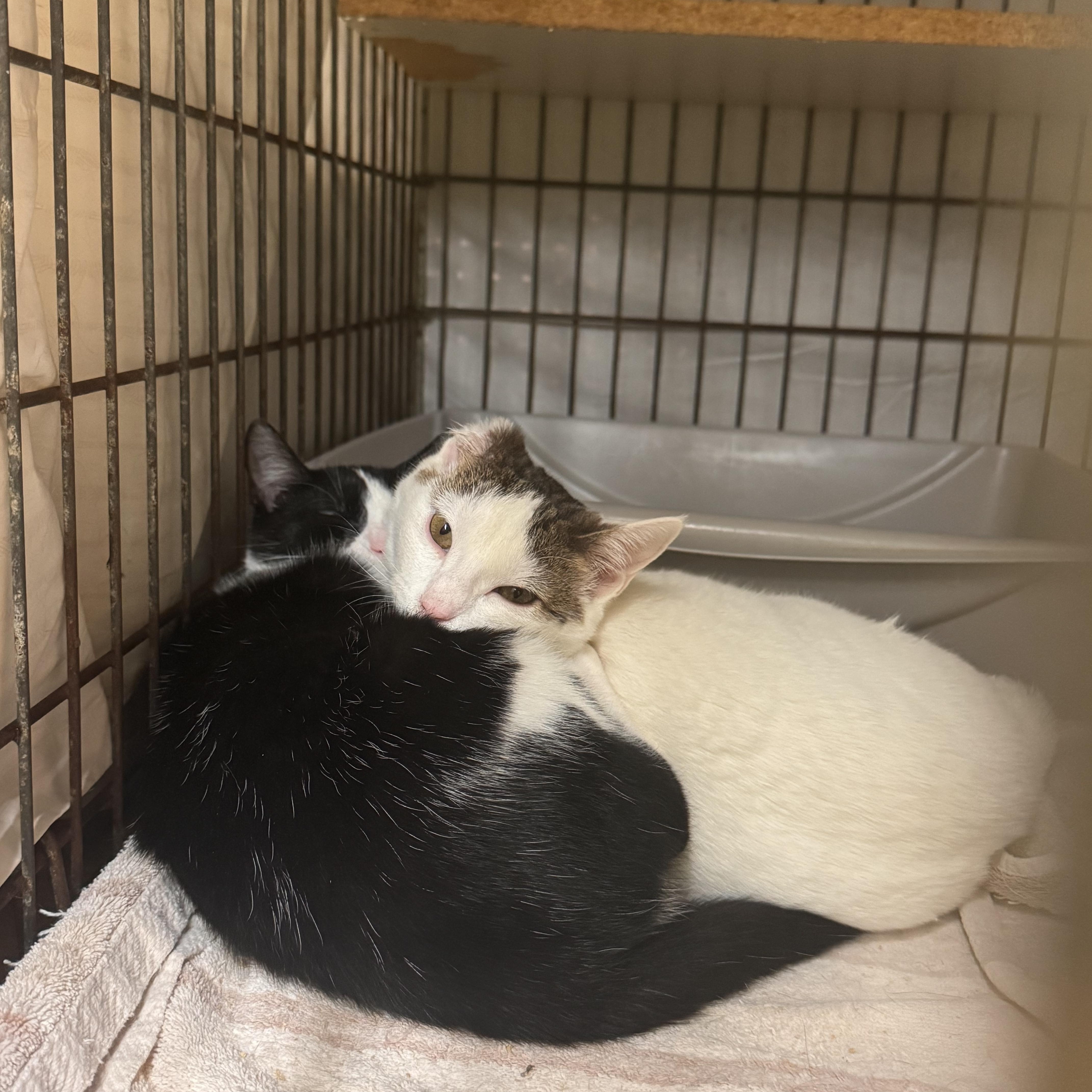 Enlarge Bailey, a Adoptable Domestic Short Hair in Memphis, TN image 3/5