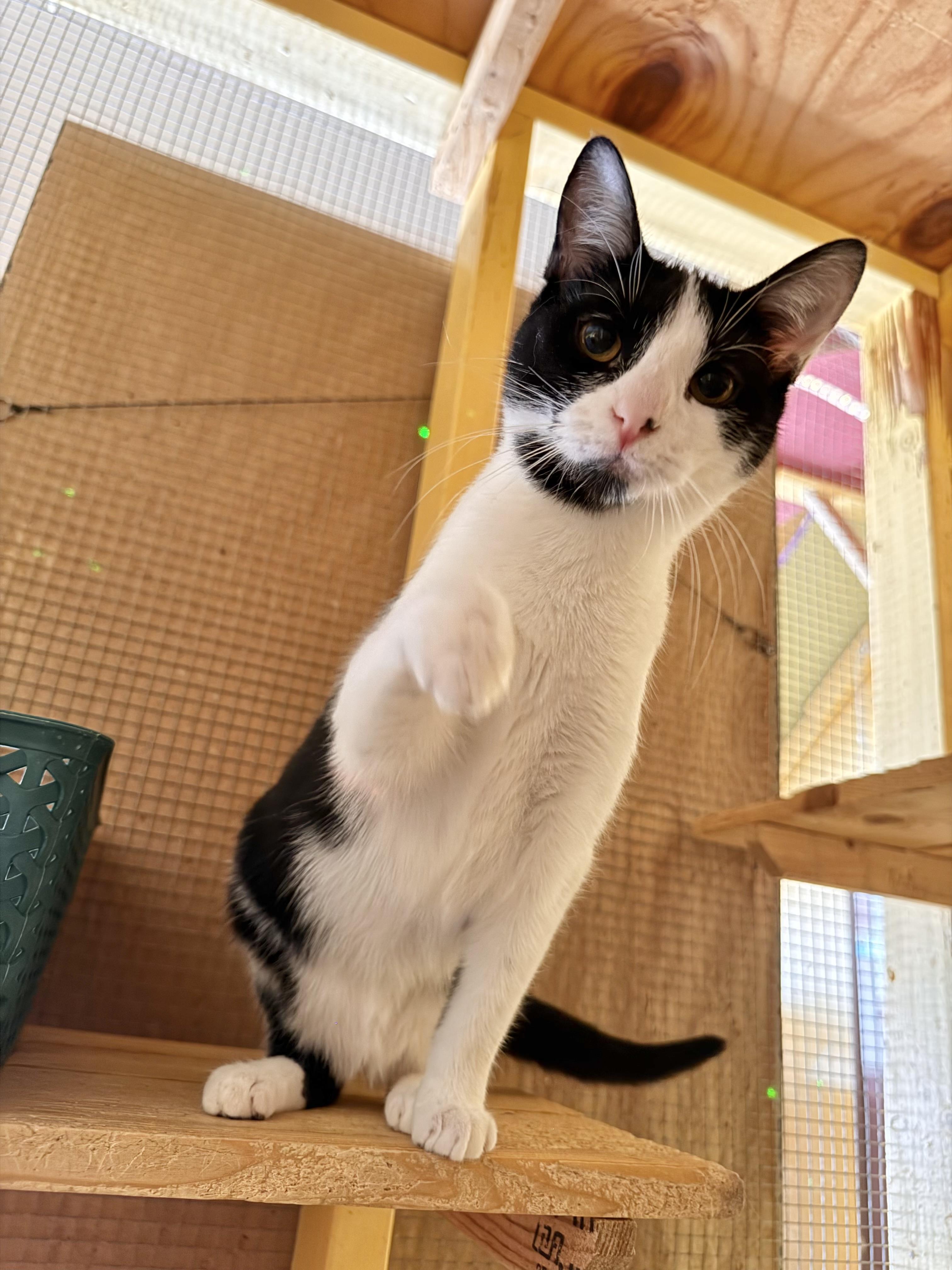 Bailey, Adoptable, Young Male Domestic Short Hair.