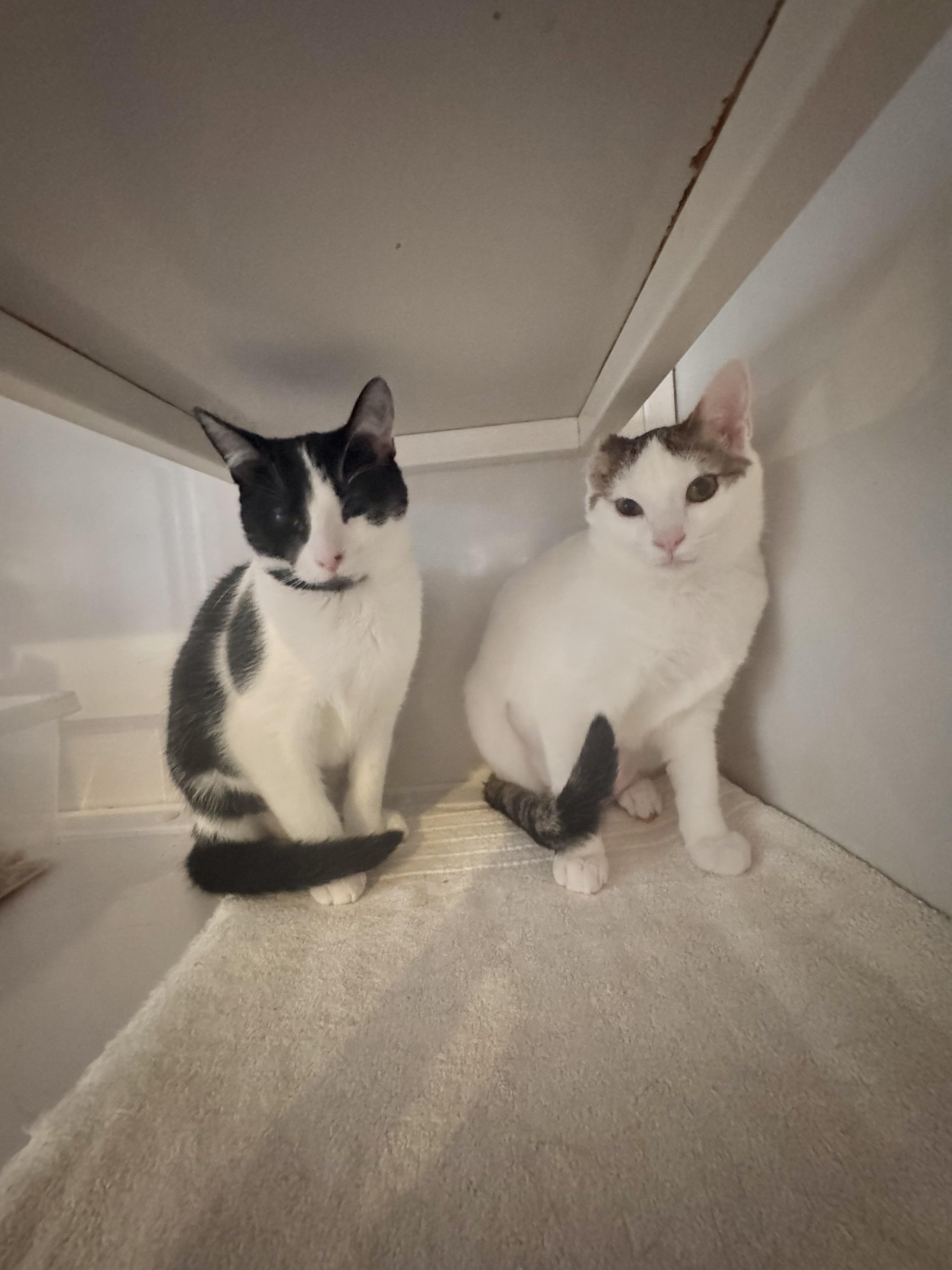 Enlarge Bailey, a Adoptable Domestic Short Hair in Memphis, TN image 4/5