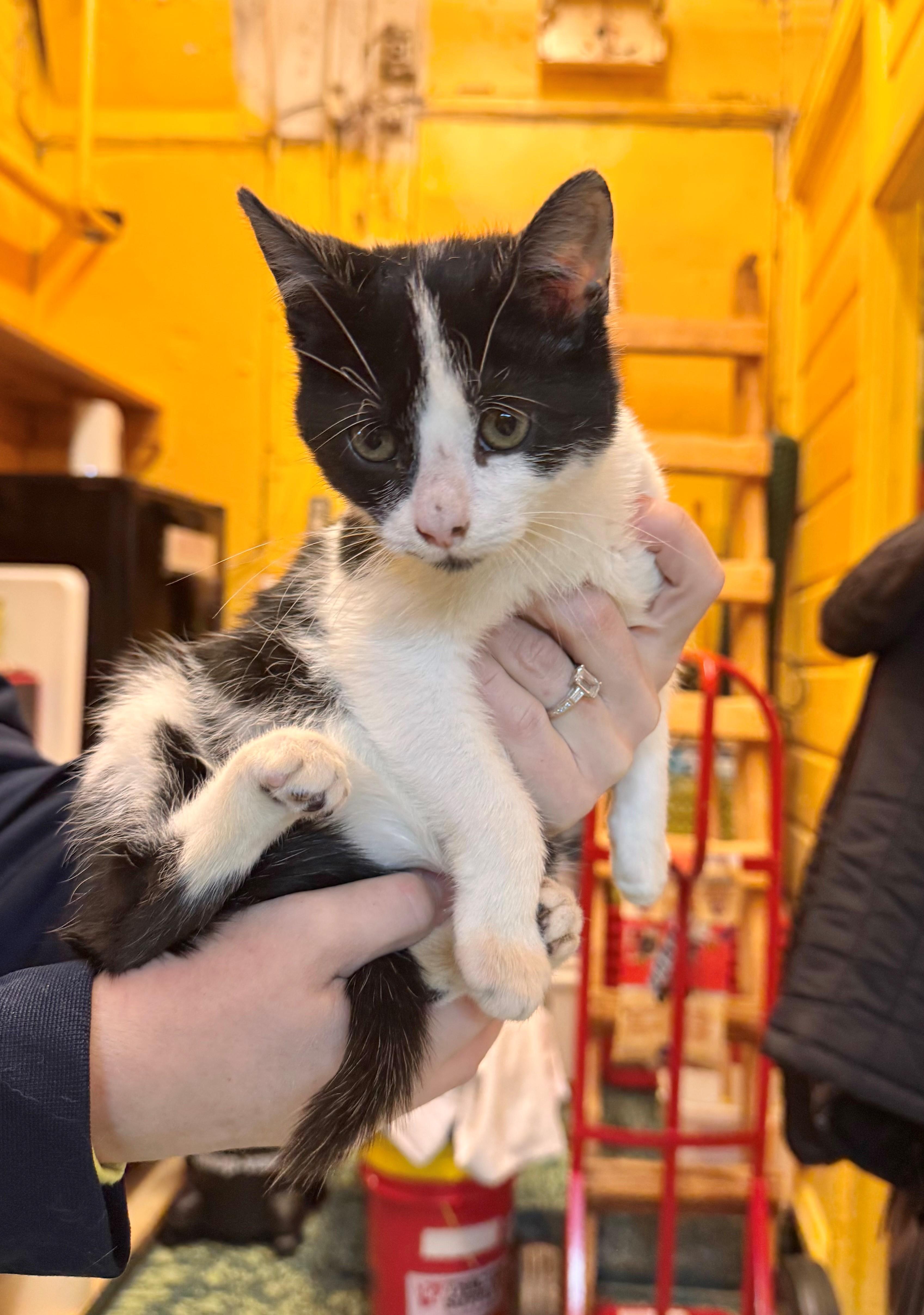 Enlarge Bailey, a Adoptable Domestic Short Hair in Memphis, TN image 2/5