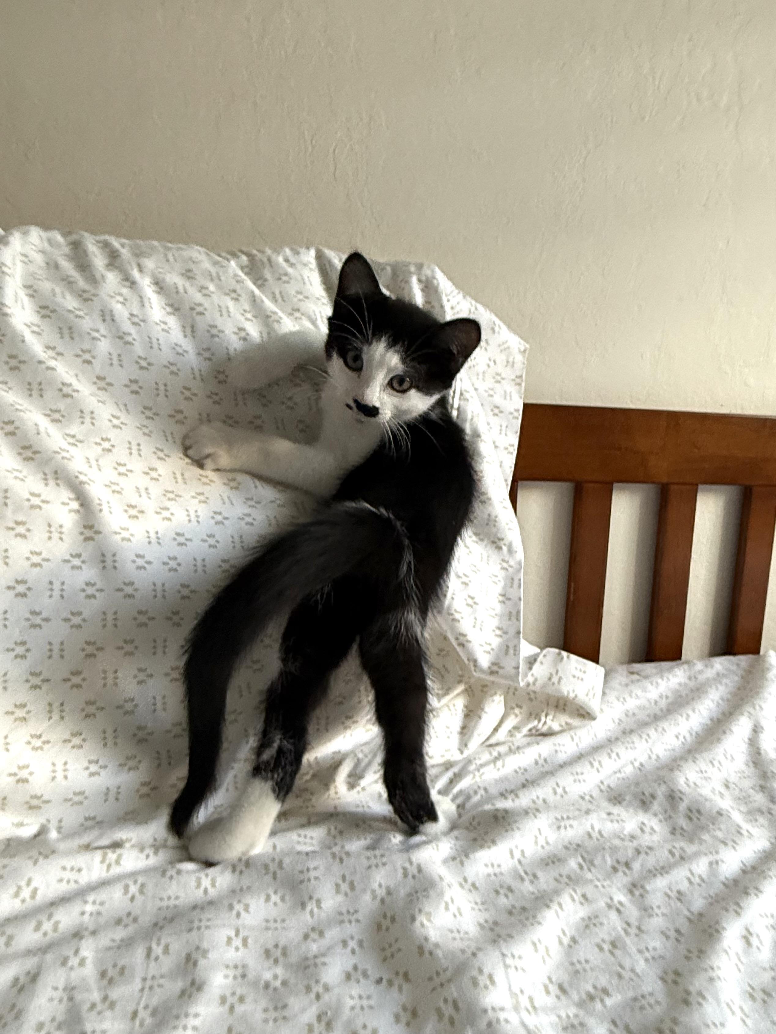 Sage, a Adopted Domestic Short Hair in Half Moon Bay, CA image 4/6