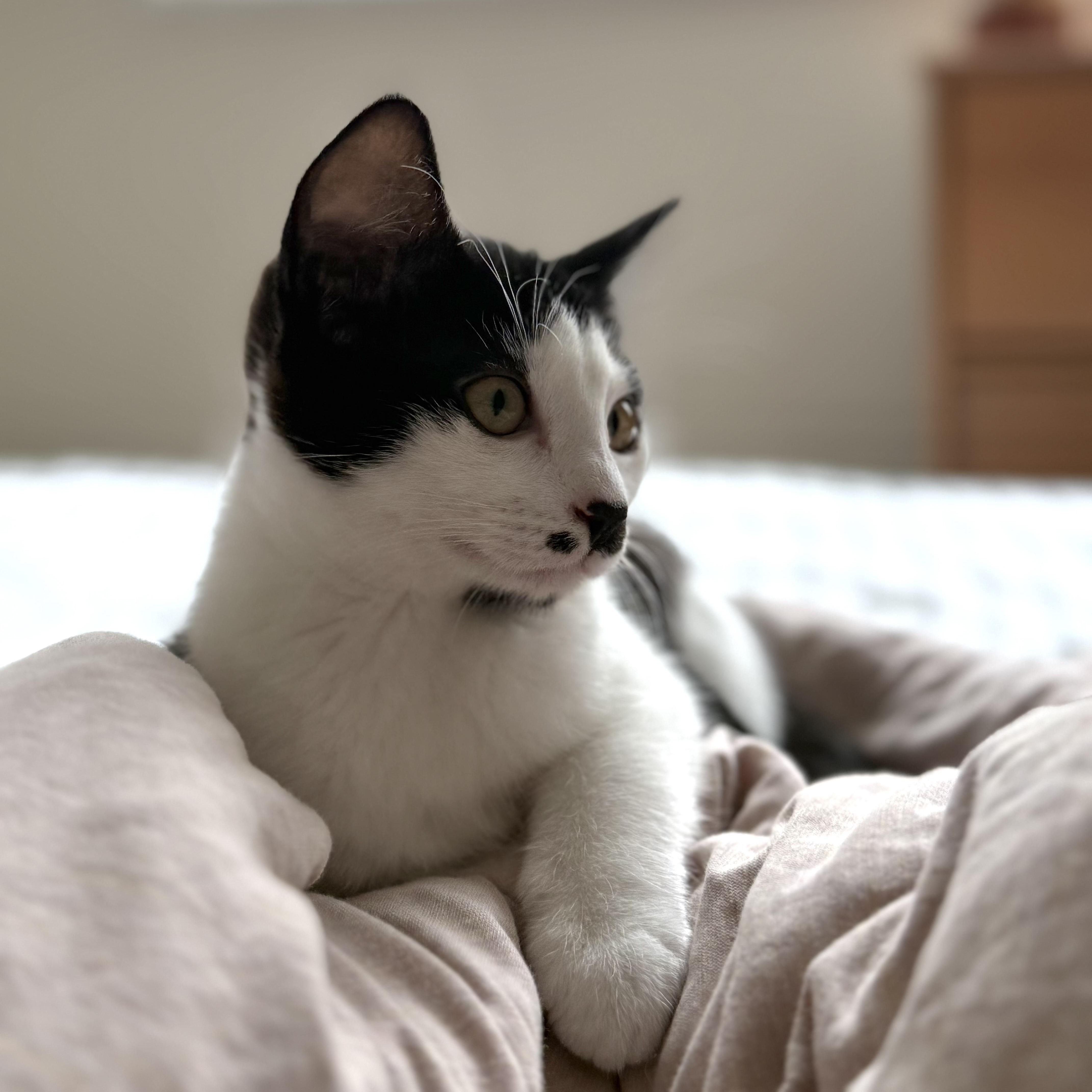 Sage, a Adopted Domestic Short Hair in Half Moon Bay, CA image 1/6