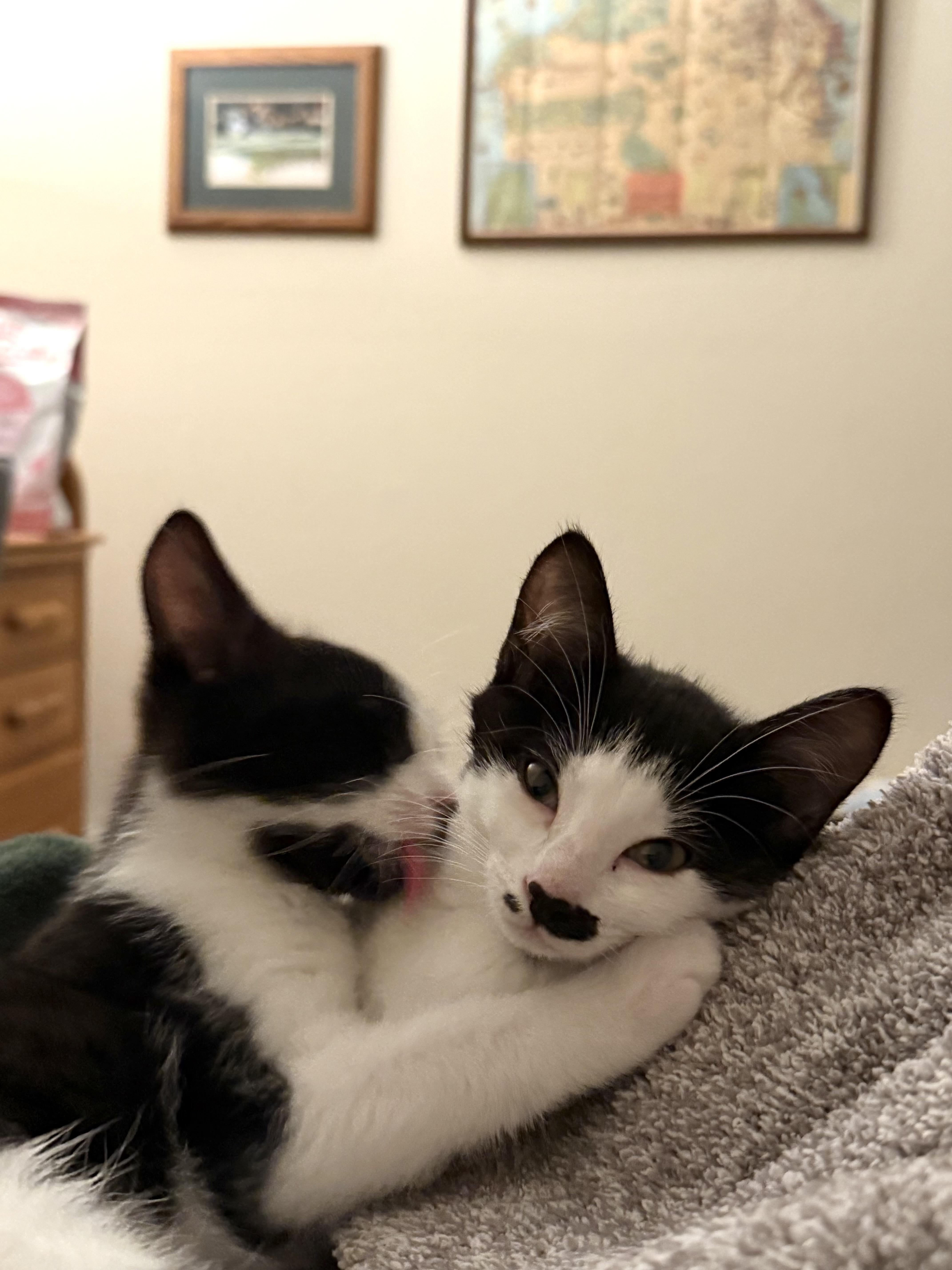 Sage, a Adopted Domestic Short Hair in Half Moon Bay, CA image 5/6