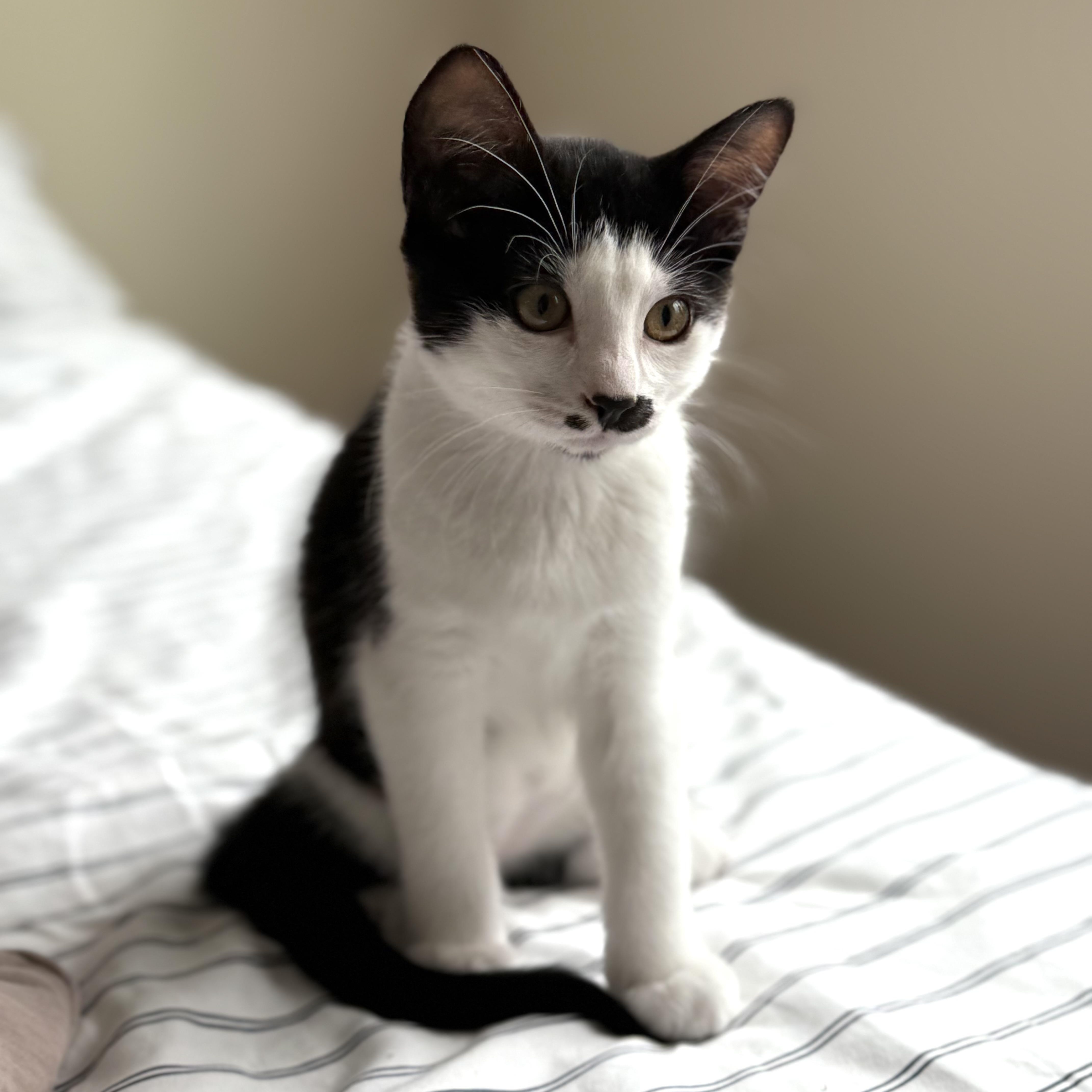 Sage, a Adopted Domestic Short Hair in Half Moon Bay, CA image 3/6